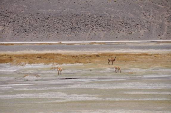 Encontrando vicunhas ao longo da estrada que leva ao Paso San Francisco, entre Fiambalá, na Argentina, e Copiapo, no Chile